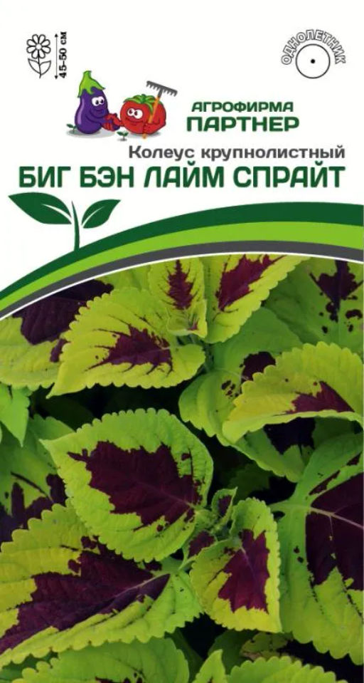 Колеус шлемниковидный крупнолистный Биг Бэн Лайм Спайт