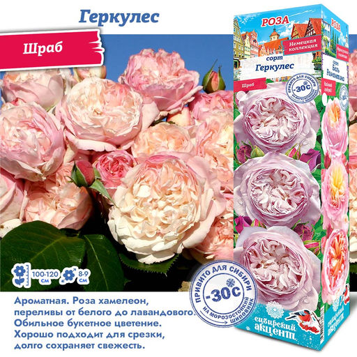 Роза Геркулес (Шраб) 1шт