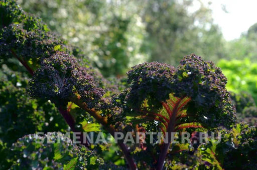 Капуста листовая кудрявая Скарлет - Партнер фото 3