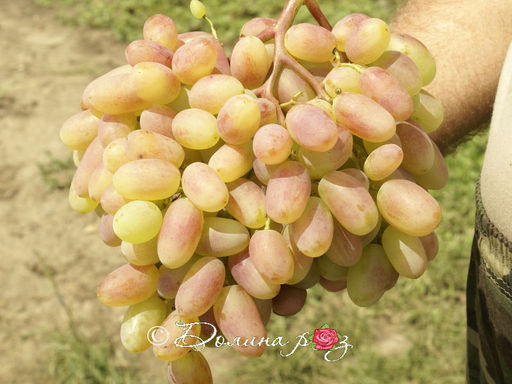 Виноград Юбилей Новочеркасска - Долина роз фото 2