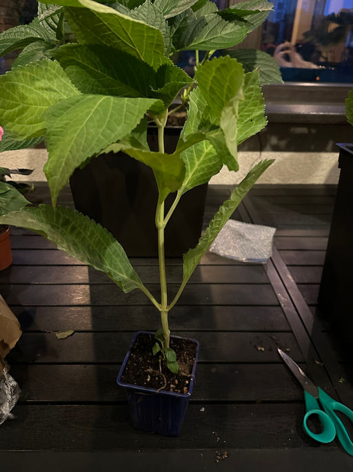 Гортензия крупнолистная Ю энд Ми Форевер