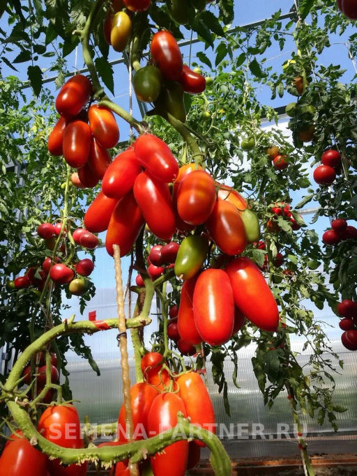 Томат Дамский Каприз - Партнер фото 7