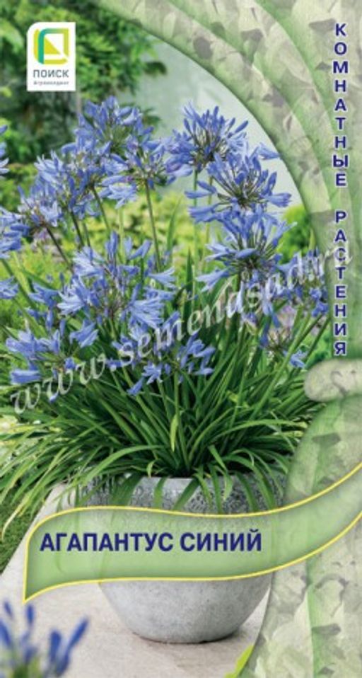 Агапантус Синий (ЦВ) ("К) 5шт.
