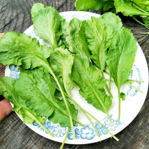 Кресс-салат Старый Голландский - Dutch Broadleaf Cress