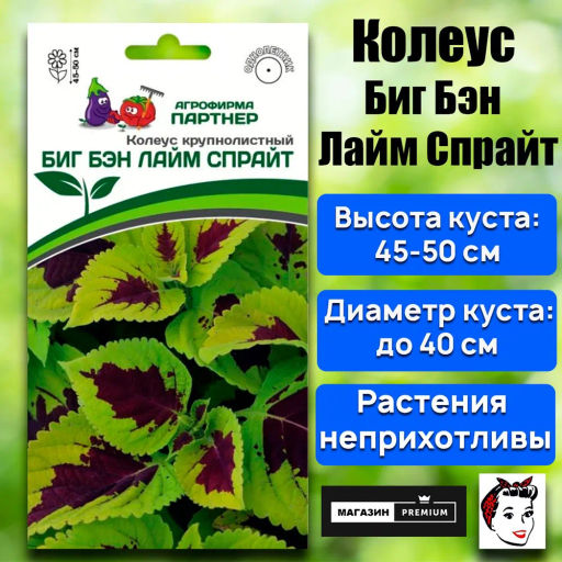 Колеус шлемниковидный крупнолистный Биг Бэн Лайм Спайт - Партнер фото 2