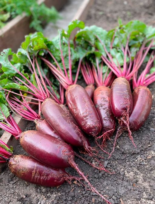 Свёкла ГЕНЕРАЛЬСКАЯ F1 - Уральский дачник фото 6