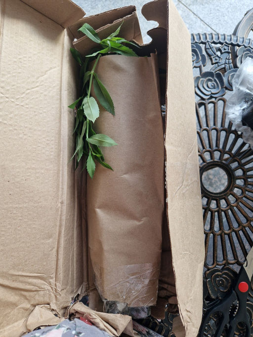 Физостегия Кристал Пик Вайт