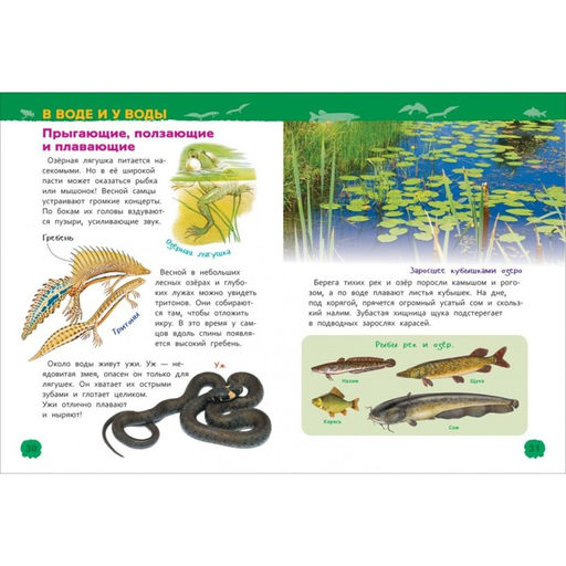 Цена за 2 шт. Энциклопедия для детского сада «Животные России»