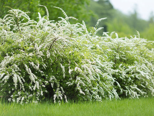 Спирея серая Грефшейм - Долина роз фото 2