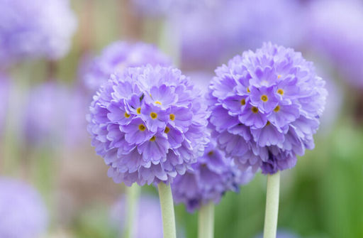 Примула Первоцвет Lilac (Мелкозубчатая) - Голландские луковицы фото 3