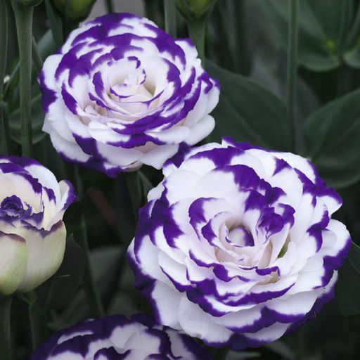 5204D Эустома Супер Мэджик F1 Капри Блю Пикоти 5шт