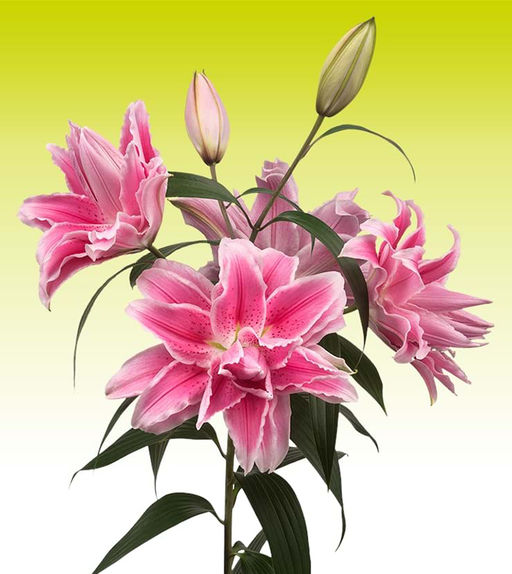 ЛИЛИЯ Роузлили Изабелла Разбор 12/14 Кол-во упак., шт 5