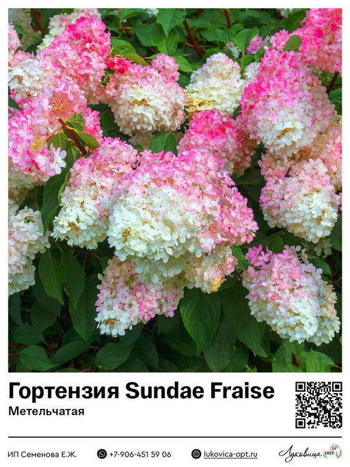 Гортензия метельчатая Sundae Fraise (Сандей Фрайз)