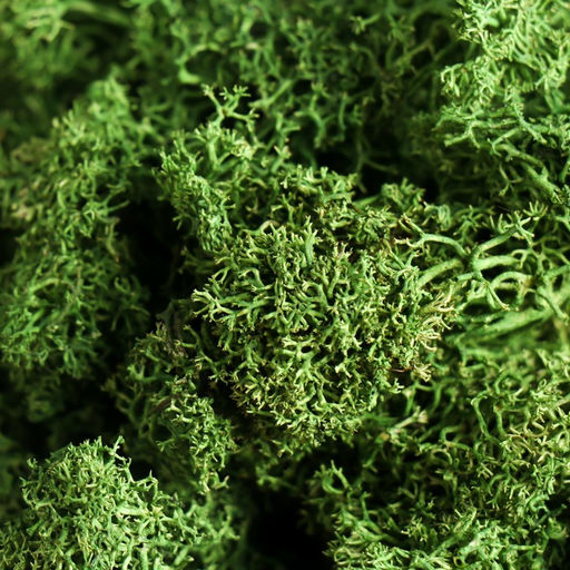 Мох ягель стабилизированный "Натуральный зелёный" 100 гр.