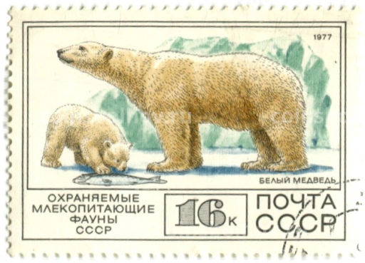 Марка Охраняемые млекопитающие фауны СССР  Белый медведь 1977 год