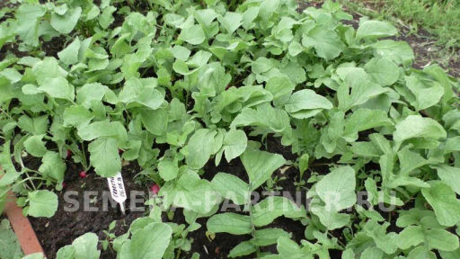 Редис Селеста - Партнер фото 4