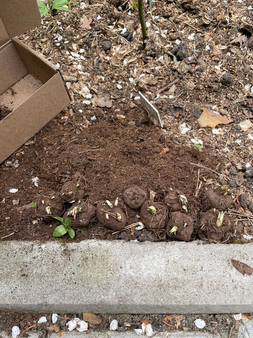 Лиатрис колосковидный (Spicata)