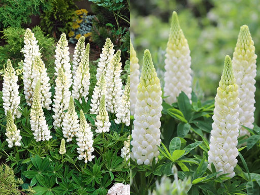 Люпин Ноблмейден - Долина роз фото 4