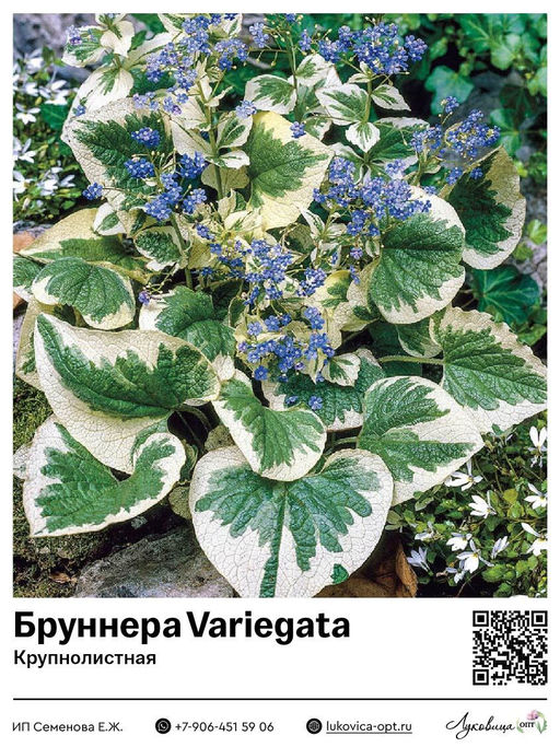 Бруннера Variegata (Крупнолистная)