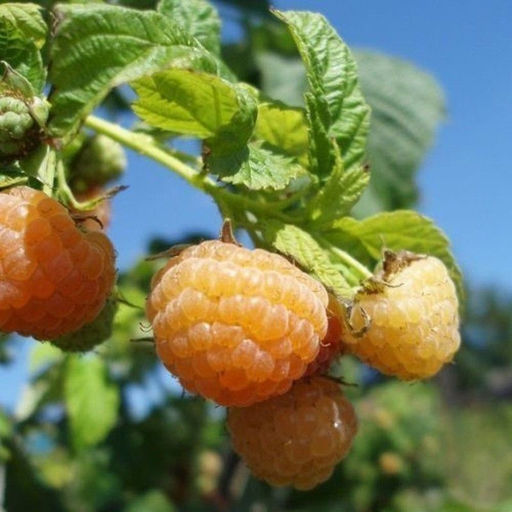 Малина Золотые купола