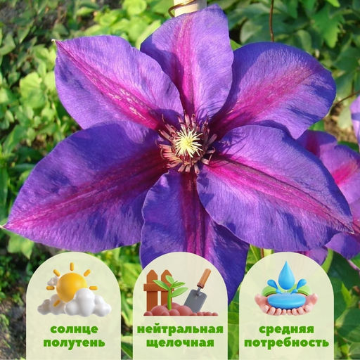 Клематис Миссис Н. Томпсон - Долина роз фото 2