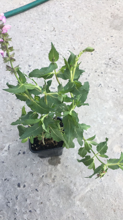 Шалфей дубравный Роуз Квин