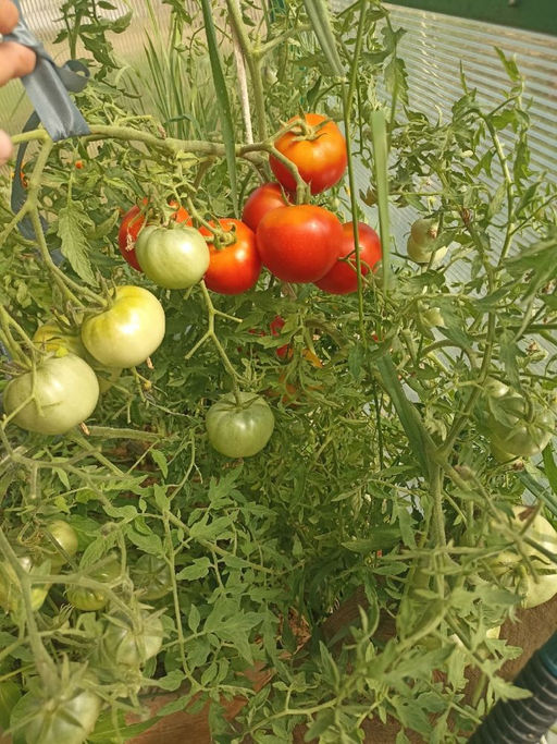 Томат КУДРЯВЫЙ МАЛЫШ - Уральский дачник фото 2