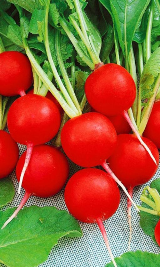 Редис ПРЕСТО Немецкий сорт! Созревает за 16 дней! Не стрелкуется! Корнеплоды очень плотные, сочные, без горечи!
