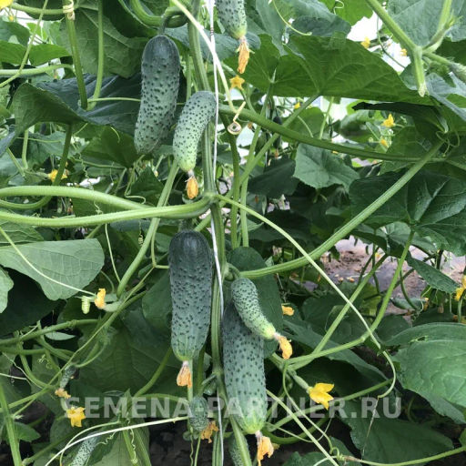 Огурец партенокарпический Гоша - Партнер фото 4