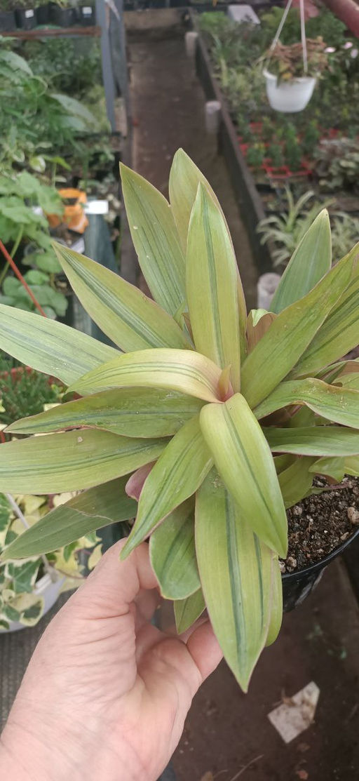 Традесканция Рео Ситара голд, горшок С1,5л - 1000корней фото 2