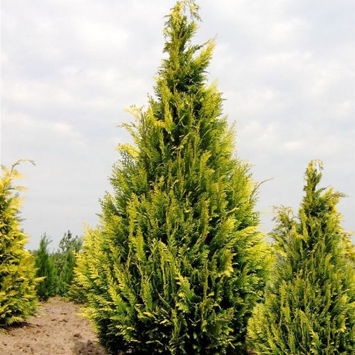 Кипарисовик Лавсона Ивонне - Долина роз фото 2