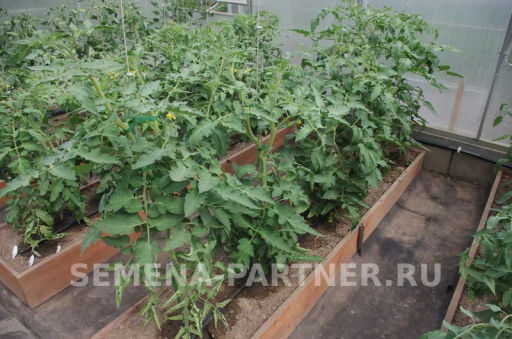 Томат Розовый Шар - Партнер фото 3