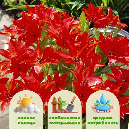 Тюльпан Цваненбург Вэрайети - Долина роз фото 6