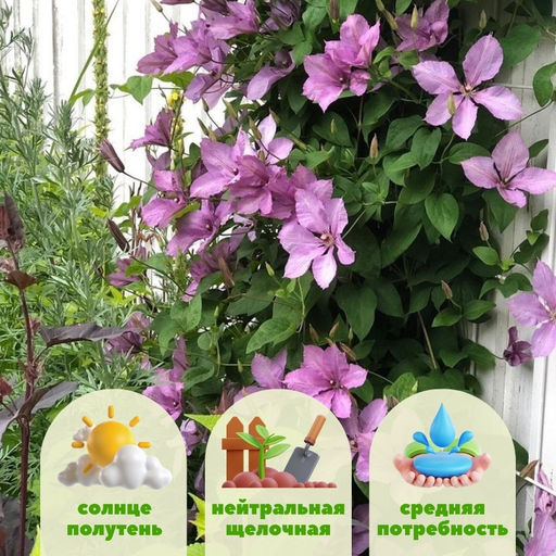 Клематис Маргарет Хант - Долина роз фото 2