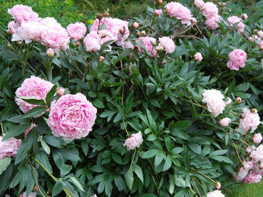 Пион Sarah Bernhardt (Сара Бернар) - Долина роз фото 6