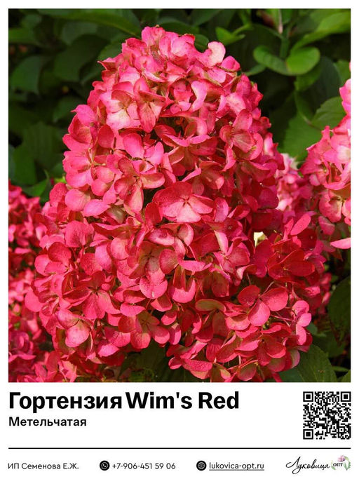Гортензия метельчатая Wims Red (Вимс Ред)