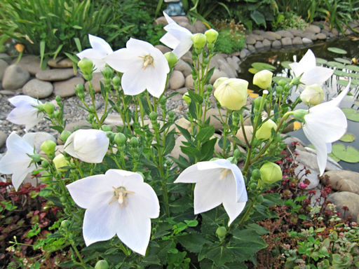 Ширококолокольчик (платикодон) белый - Долина роз фото 3