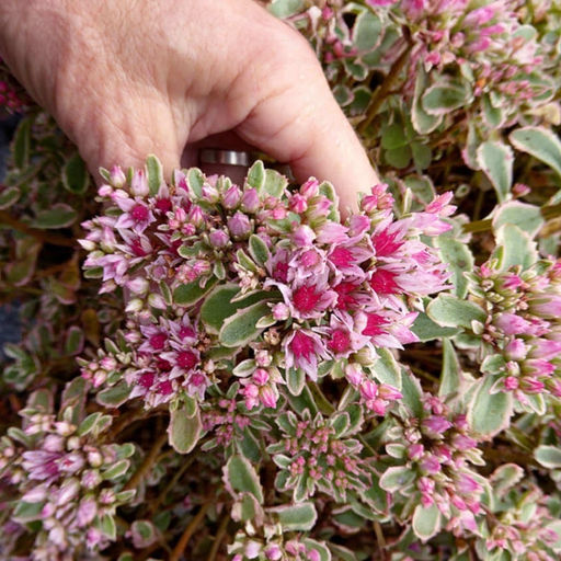 Очиток ложный Триколор