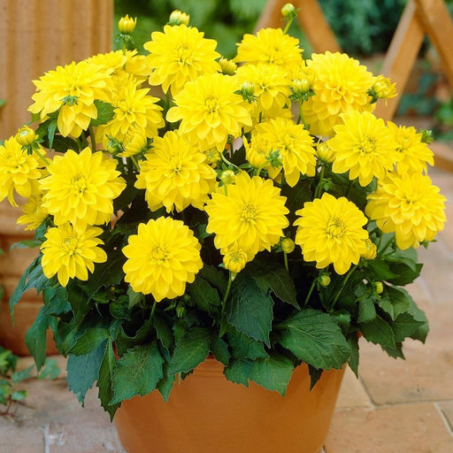 ГЕОРГИНА Гэллери Чезанне Разбор I Кол-во упак., шт 1