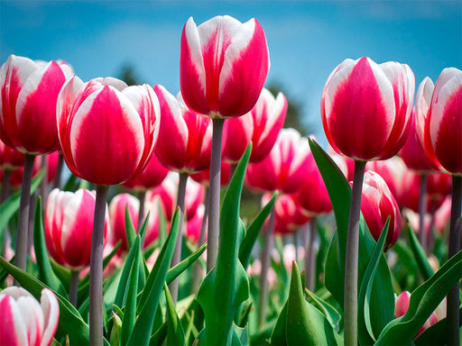 Тюльпан Spring Surprise (Спринг Сюрпрайз) - Долина роз фото 2