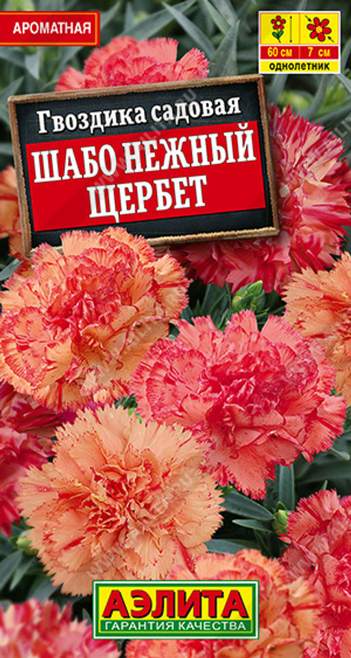 Гвоздика садовая Шабо Нежный щербет