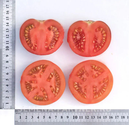 Томат Чёрная Богиня - Партнер фото 5