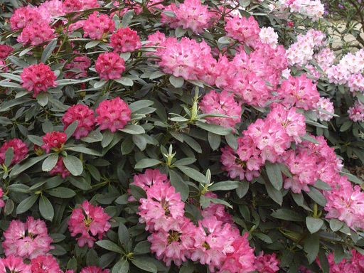 Рододендрон Снизи - Долина роз фото 2