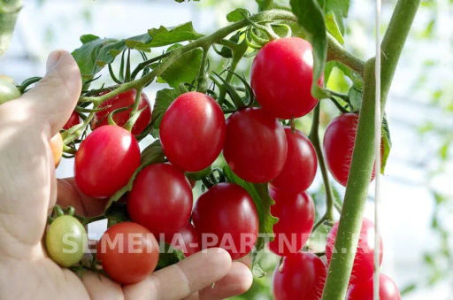 Томат Моне - Партнер фото 6