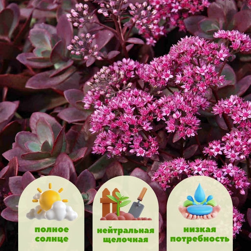 Очиток гибридный Санспаклер Файеркрекер - Долина роз фото 2