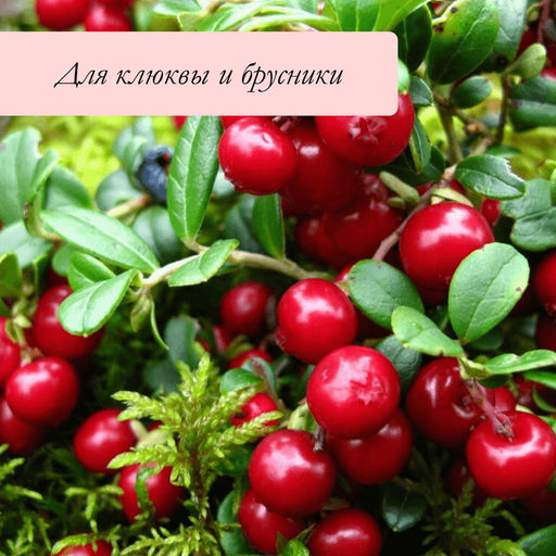 Сито для очистки ягод, d=36 см, h=7.6 см, пластик