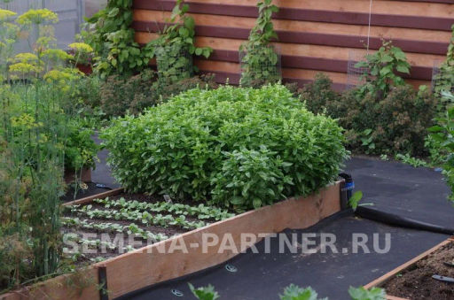 Базилик Мариан - Партнер фото 8