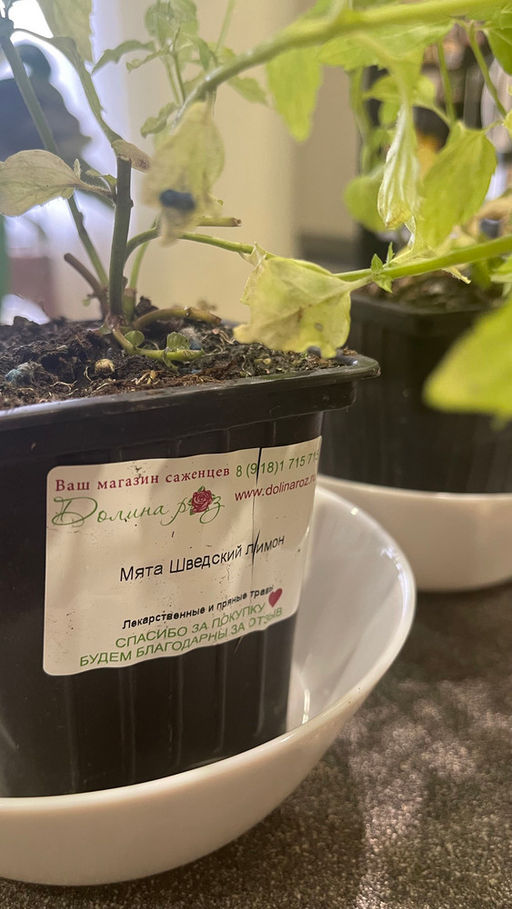 Мята Шведский лимон