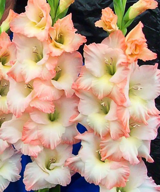 ГЛАДИОЛУС Кэерлесс Разбор 10/12 Кол-во упак., шт 10