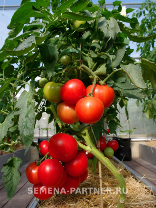 Томат Колорит - Партнер фото 7